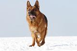 BERGER ALLEMAND 460